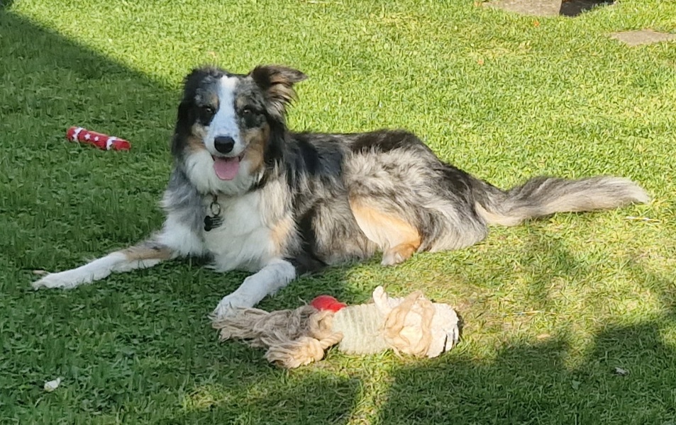 To ask you to come and celebrate your dog with me