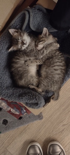 The Very Eventful Lives of the Excellent Cats