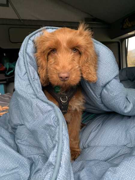 Puppy Survival Thread - for old and new pups heading into winter