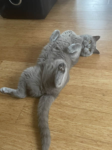 Post your cute kitties 😸