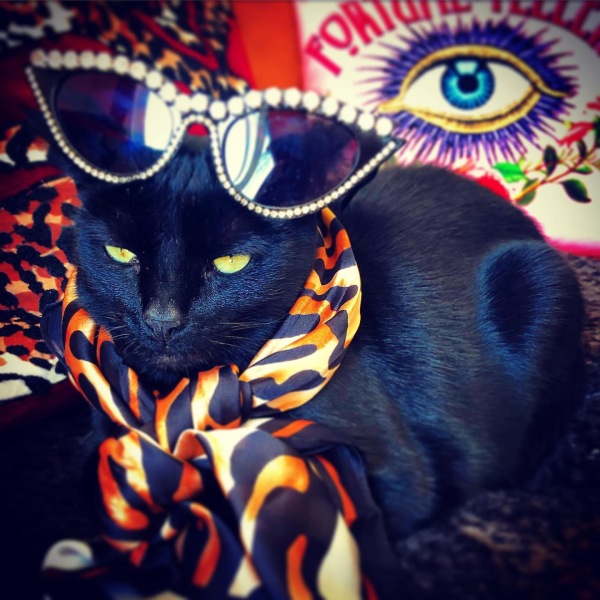 Please can I see pics of your cats?