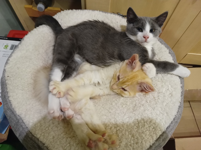 Post your cute kitties 😸
