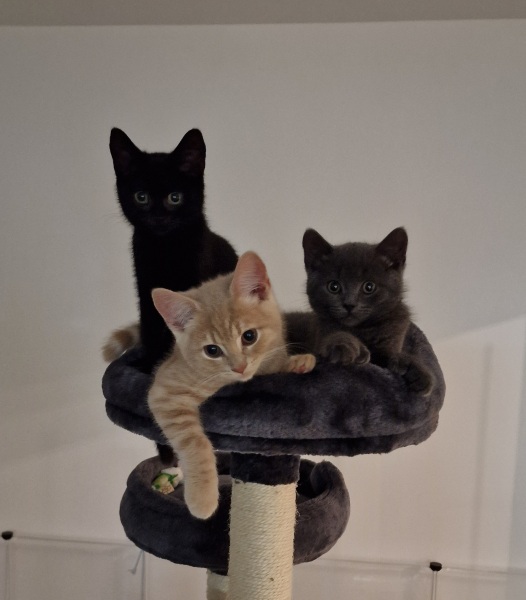 Pair of kitten name suggestions