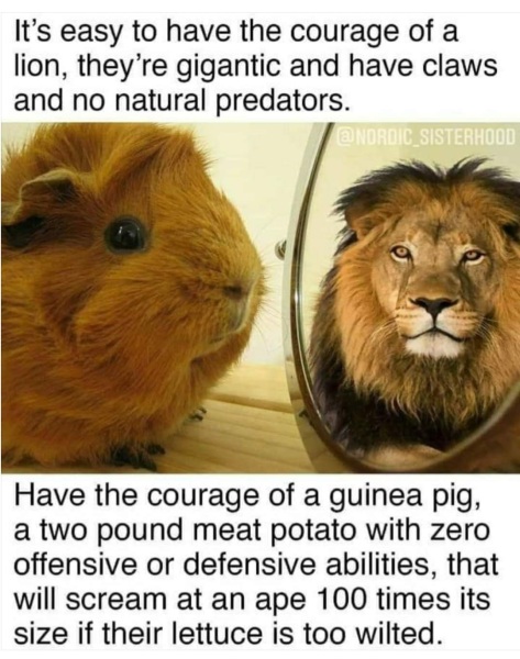 Neighbours guinea pig outside in 4 degrees celsius