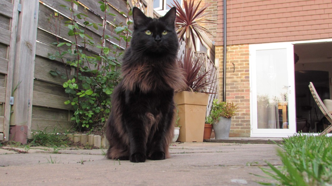 Please can I see pics of your cats?