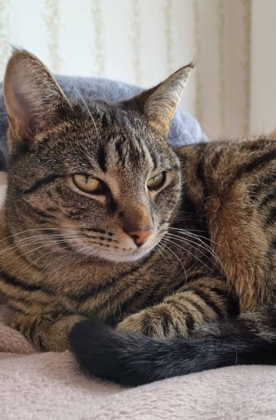 Poll - Your favourite bit of your cat(s)!
