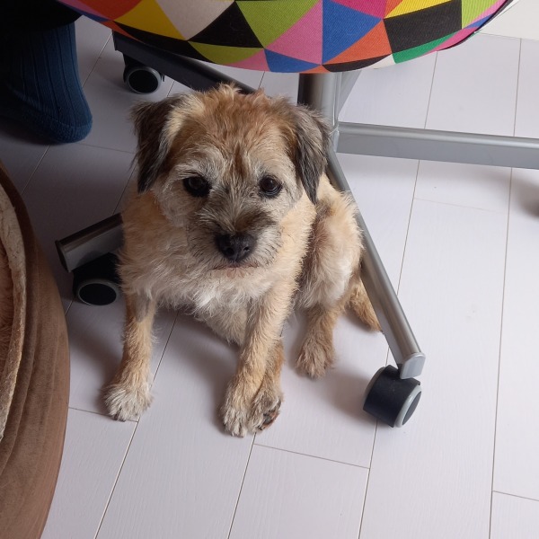 Unexpected benefits of reward-based training