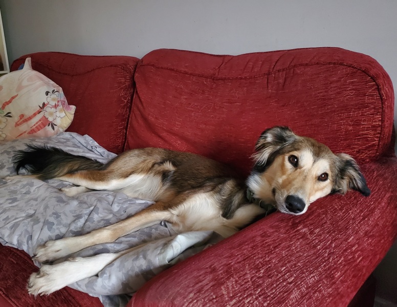 Does anyone else have a mongrel?