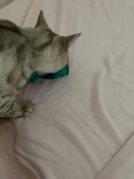 The Very Eventful Lives of the Excellent Cats