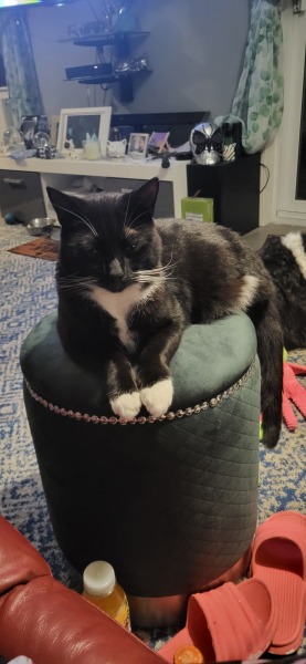 The Very Eventful Lives of the Excellent Cats