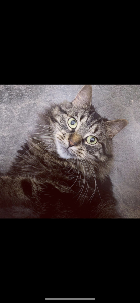 Post your cute kitties 😸