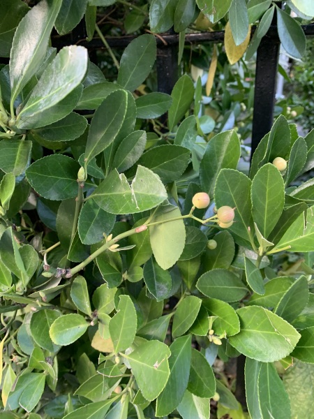 Can anyone identify this hedging plant please?