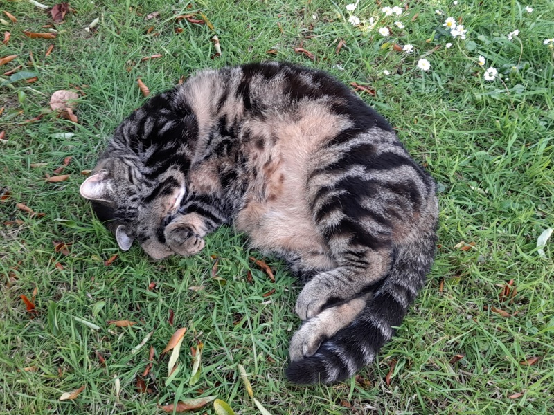 Post your cute kitties 😸
