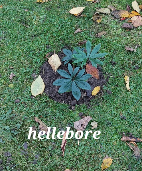 What have you done in the garden today? Part 3