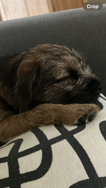 Puppy Survival Thread - for old and new pups