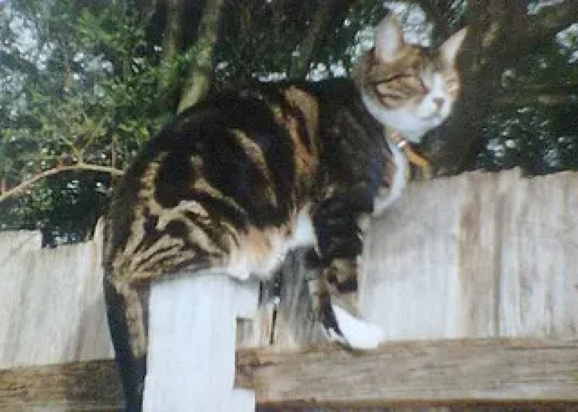 The Very Eventful Lives of the Excellent Cats