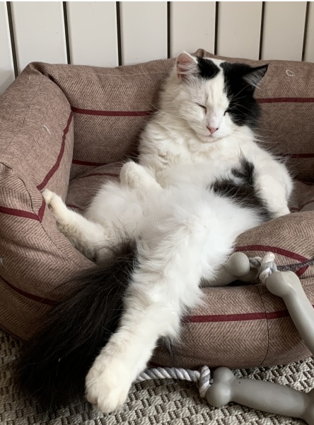 Please can I see pics of your cats?