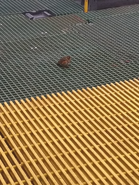 Thread 10 - TalkLair: “The candle flame gutters. Its little pool of light trembles.”