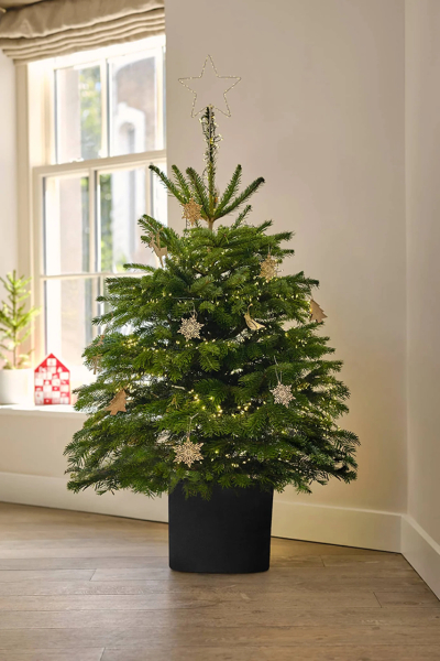 Countdown to Christmas 2023: launching into summer with more Christmas planning (thread 2) 