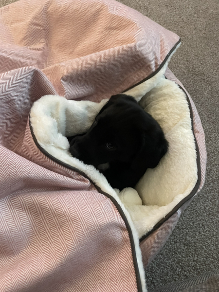 Who's been snuggling today then?