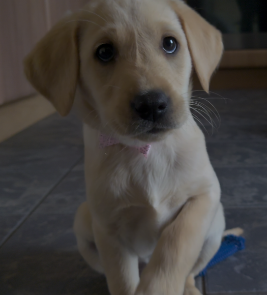 To ask you to come and celebrate your dog with me