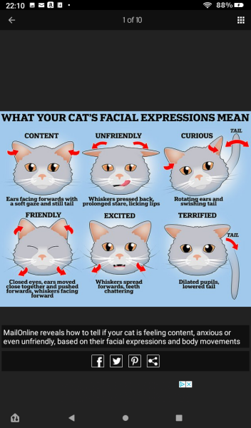 The Very Eventful Lives of the Excellent Cats