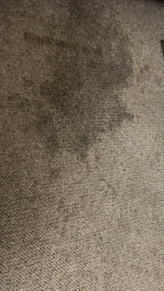 HELP! Wet soil in carpet