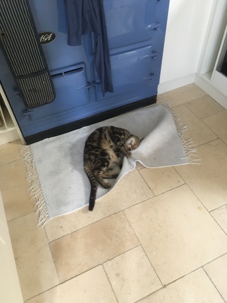 Please can I see pics of your cats?