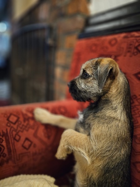 Puppy Survival Thread - for old and new pups heading into winter