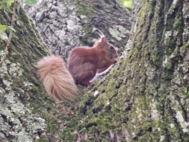 Have you ever seen a red squirrel?