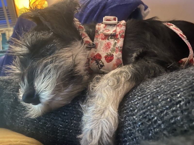 Puppy Survival Thread - for old and new pups heading into winter