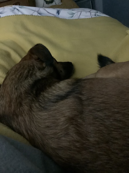 Romanian rescues anyone?