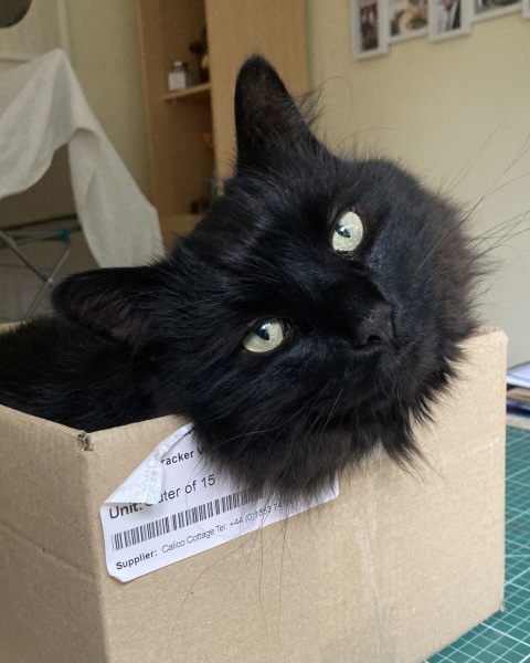 The Very Eventful Lives of the Excellent Cats