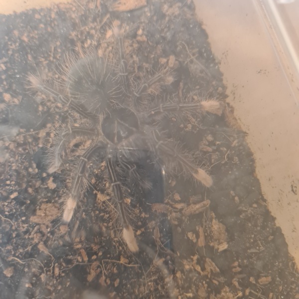 Dave the millipedes' new spider friend is called? (Tw picture)