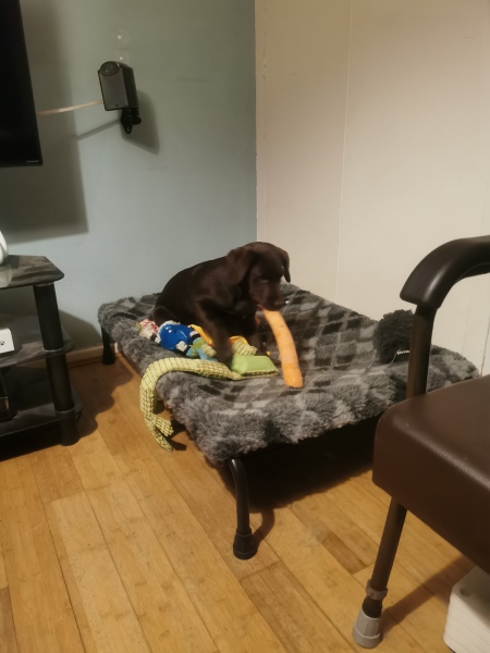 Puppy Survival Thread - for old and new pups heading into winter