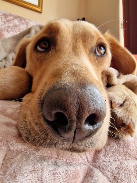 Unexpected benefits of reward-based training
