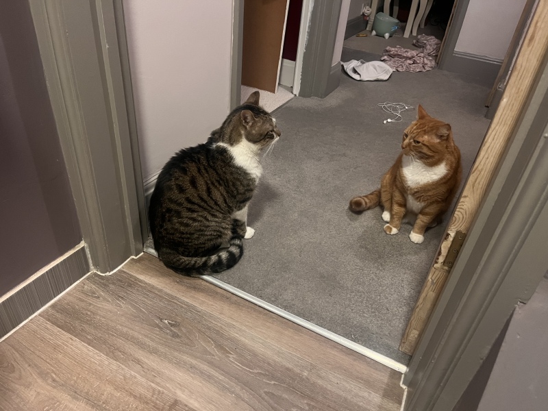 Please can I see pics of your cats?