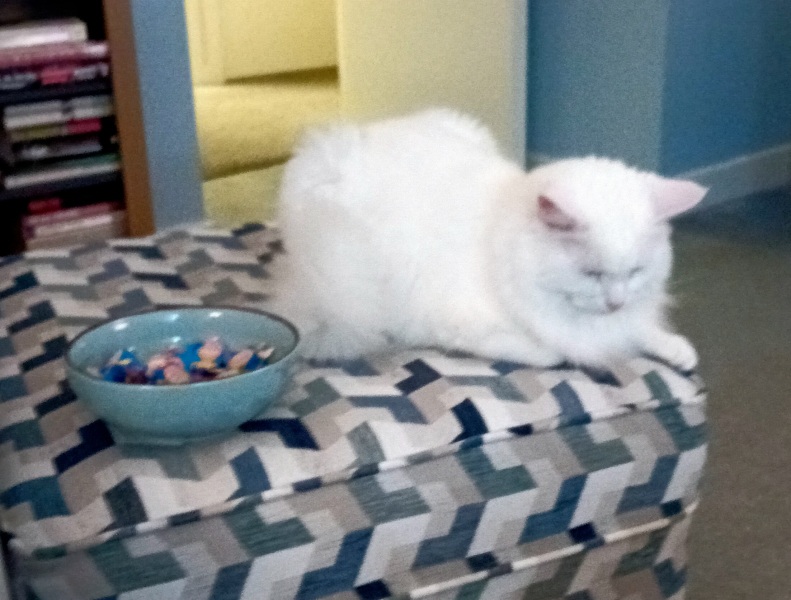 The Very Eventful Lives of the Excellent Cats
