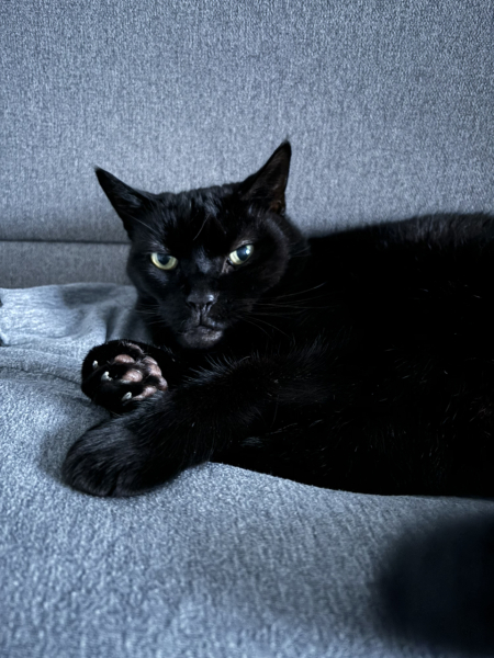 Please can I see pics of your cats?