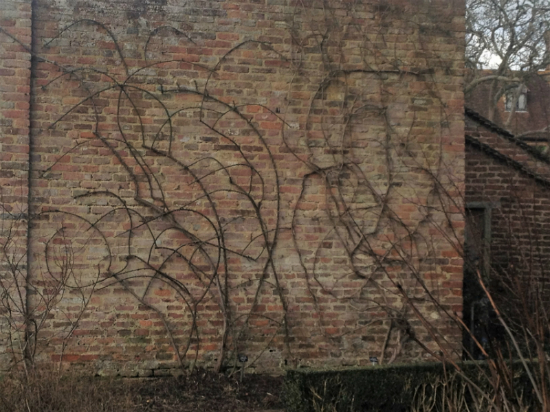 Rose pruning