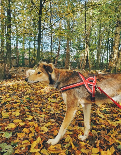 Teen dog thread