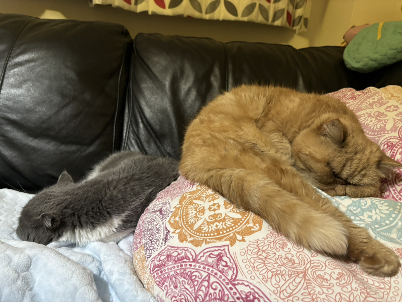 Potential new inmate at Toddler Towers.