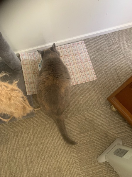 Oh the horror! Impending starvation!🙀