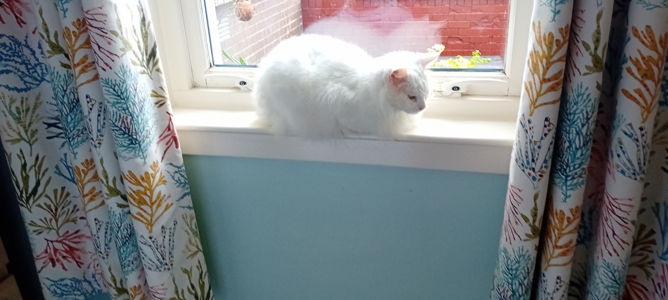 The Very Eventful Lives of the Excellent Cats