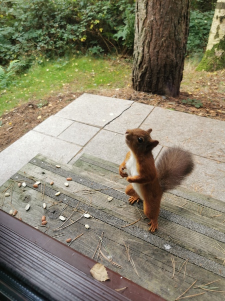 Have you ever seen a red squirrel?