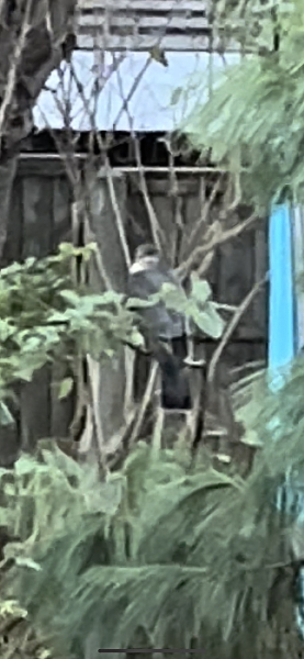 Can anyone ID this bird of prey in the garden?