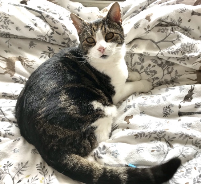 Post your cute kitties 😸