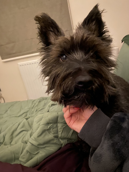 My dog saved my life yesterday