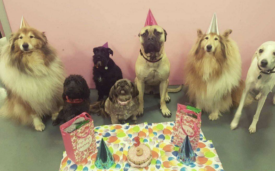 What are you buying your dog for Christmas?