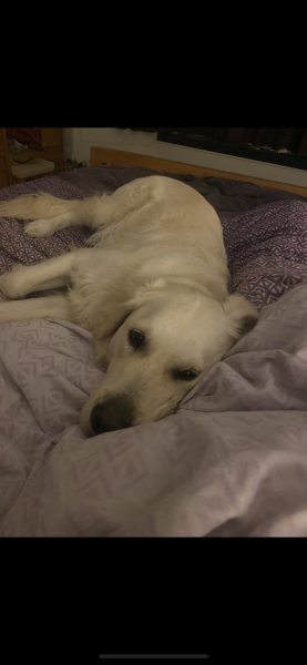 Teen dog thread